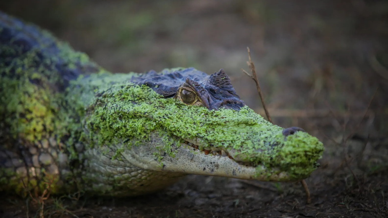 Algae covered Aligator, Big Pond Lacuna, San Andrés Islands, Colombia